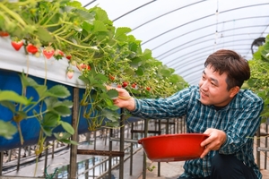 산청 명품딸기의 상큼함 “먼저 맛보세요”